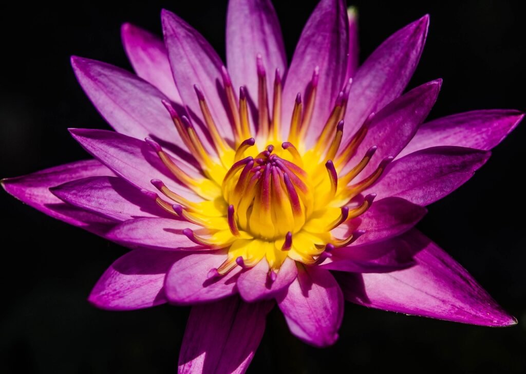 Violeta em destaque como símbolo do livro Violetas na Janela